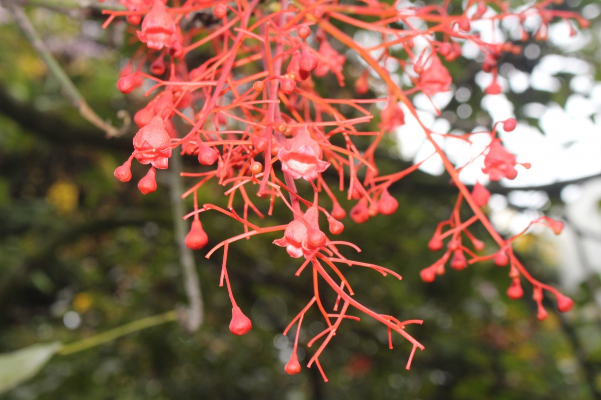 Brachychiton acerifolius (A.Cunn. ex G.Don) F.Muell.